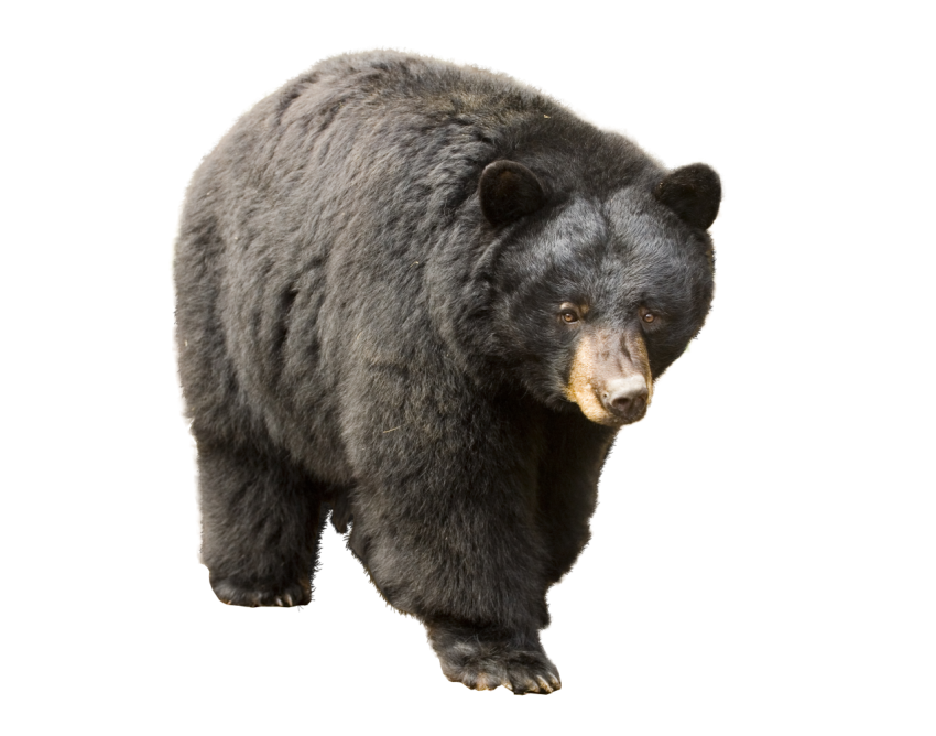 Download Bear PNG Isolated Animal Image Free Transparent background