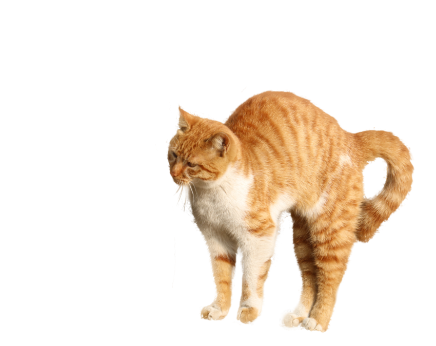 Orange cat PNG Free Download