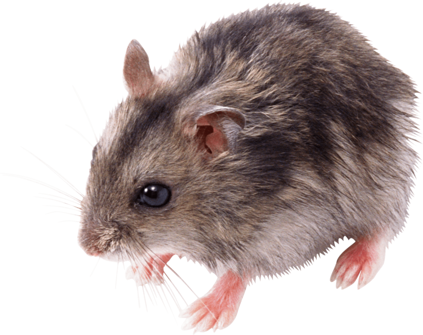 HD Rat , Mice PNG Clipart Animal Free Picture