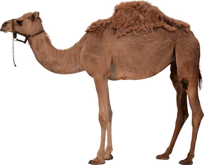 Camel png free download brown color