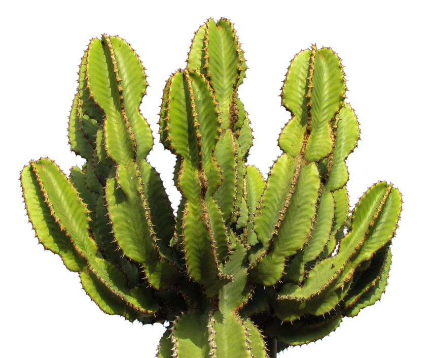 Cactus PNG Image Free Download