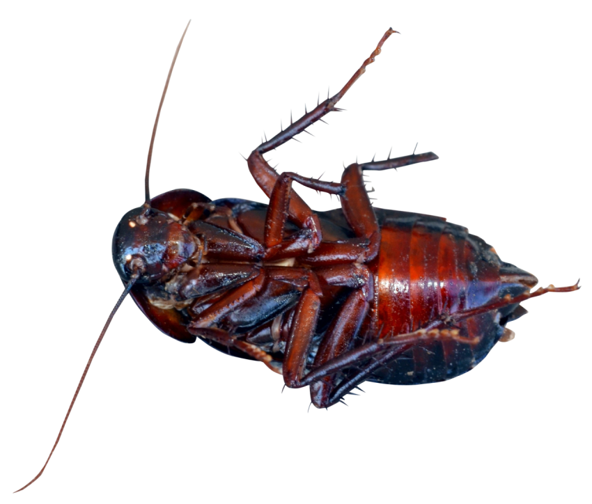 HQ Illustration Dead Cockroach PNG Image & PSD Free download