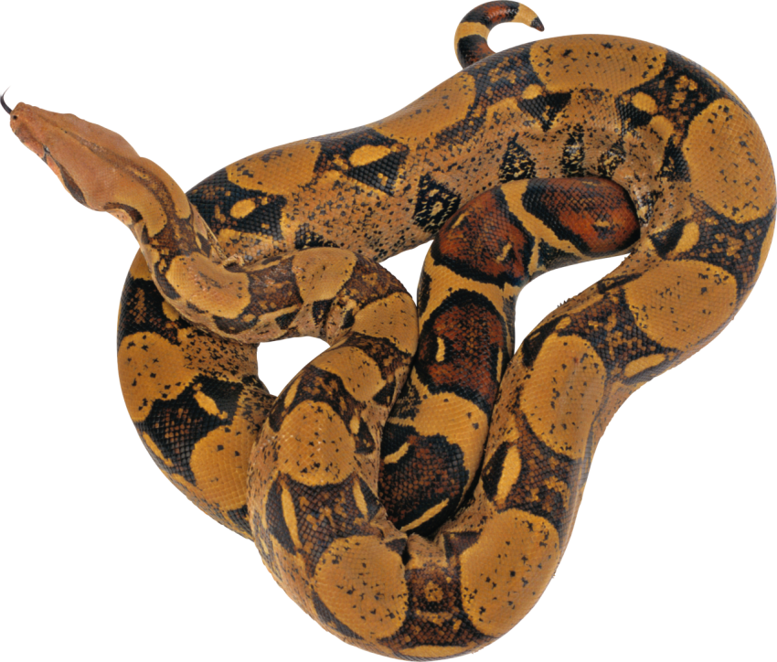 Boa Constrictor Hognose Anaconda PNG Image free download