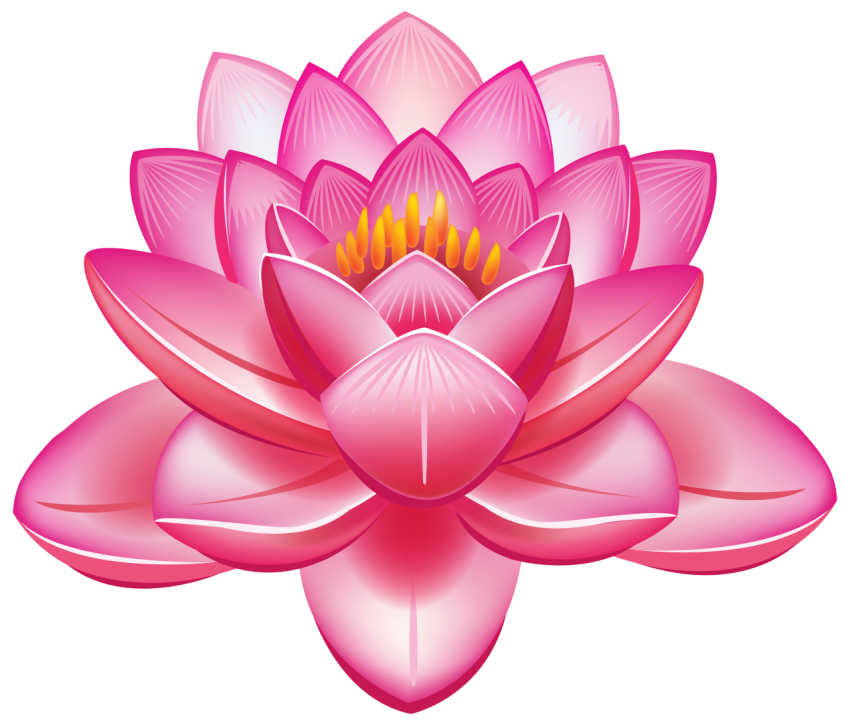 Animated Pink Lotus PNG Flower Free Download