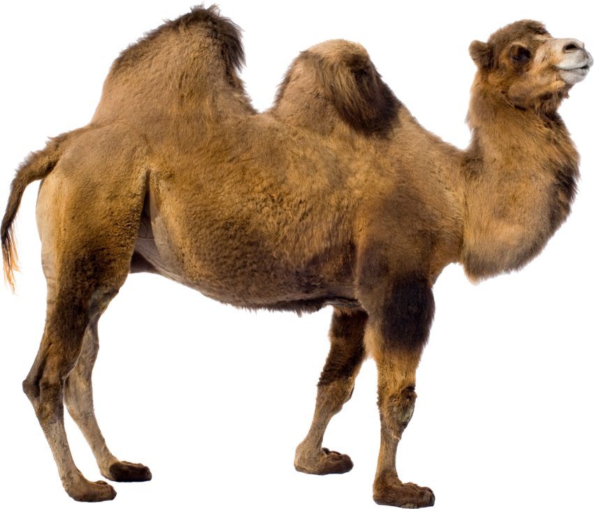 Camel png free download old camel