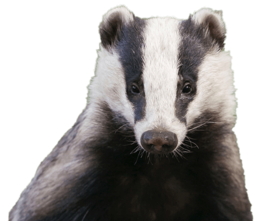 Free Transparent Cute Badger PNG Image Fee Download