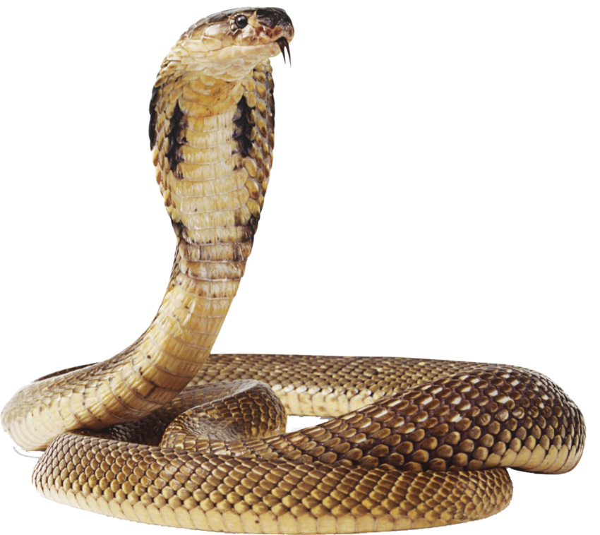 Circle Snake Boa Constrictor Transparent Background PNG Image