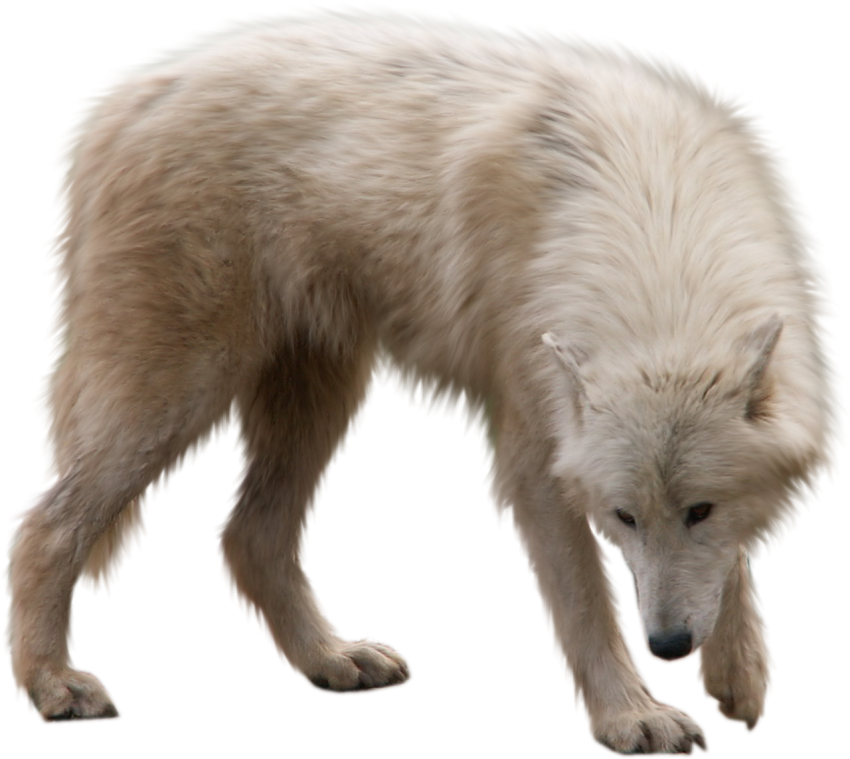 Transparent Background Arctic Fox & Wolf PNG Picture