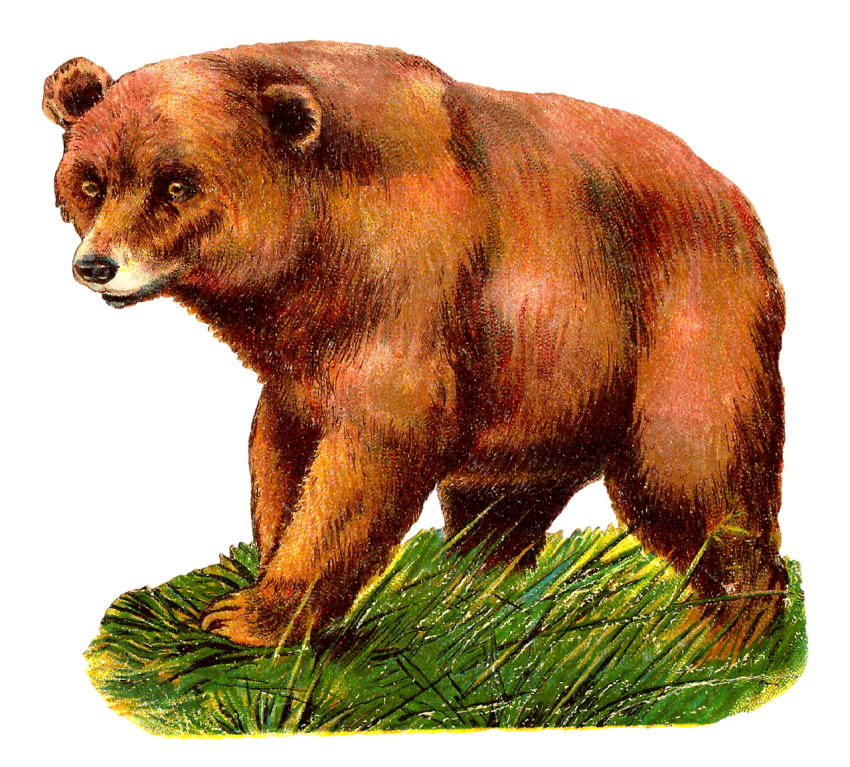 HD Brown Bear Cartoon Wallpaper PNG Image Free Download On Transparent background