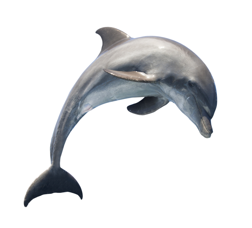 Cute Dolphin On jumming Animal PNG Photo