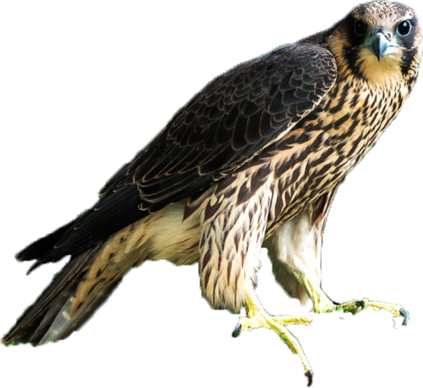 Eagle PNG image with transprante background free downloader