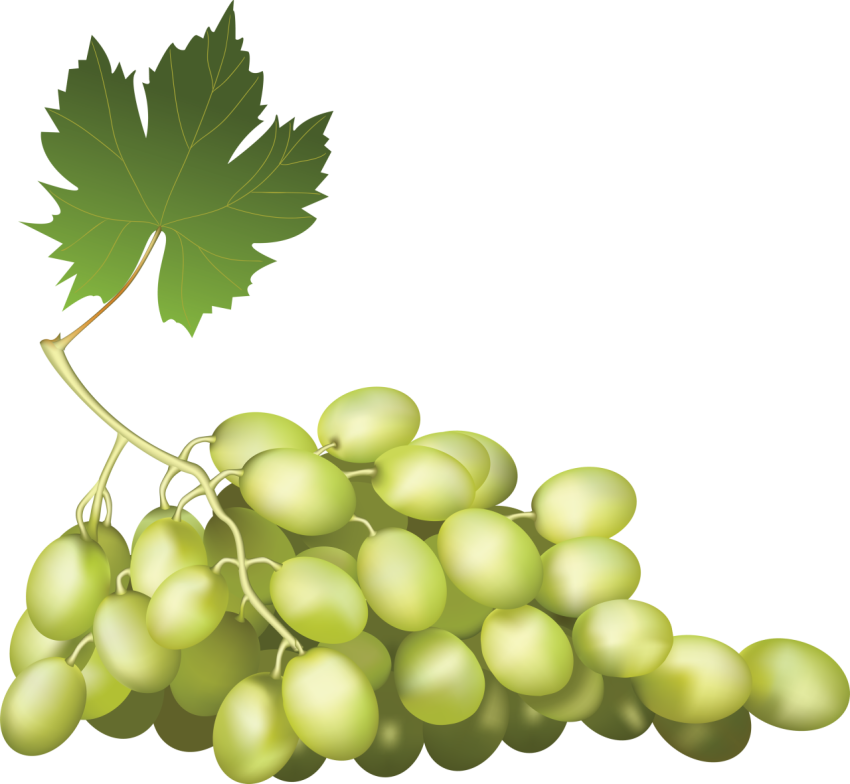 Grapes White Transparent Clipart Image PNG Free Download