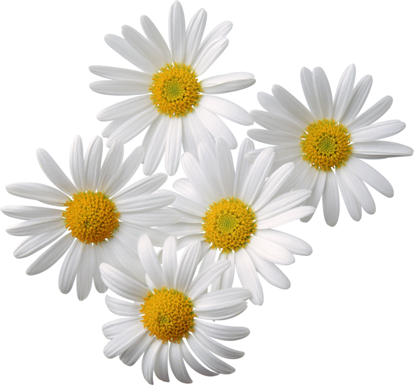Chamomile PNG Transparent Background Free download