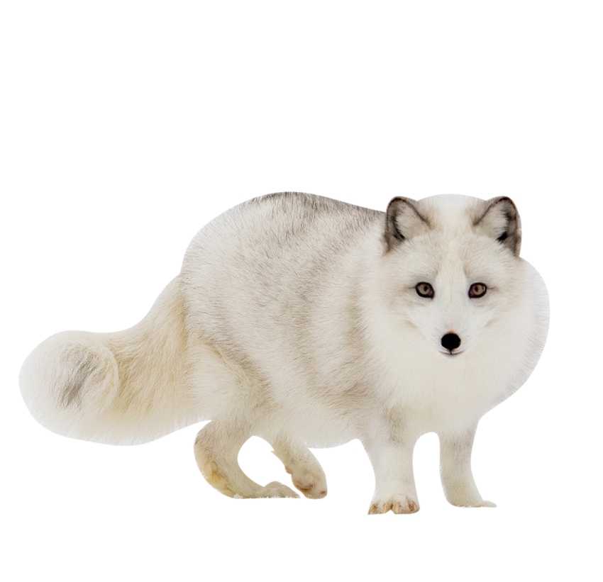 Baby Arctic Fox PNG Transparent background Image