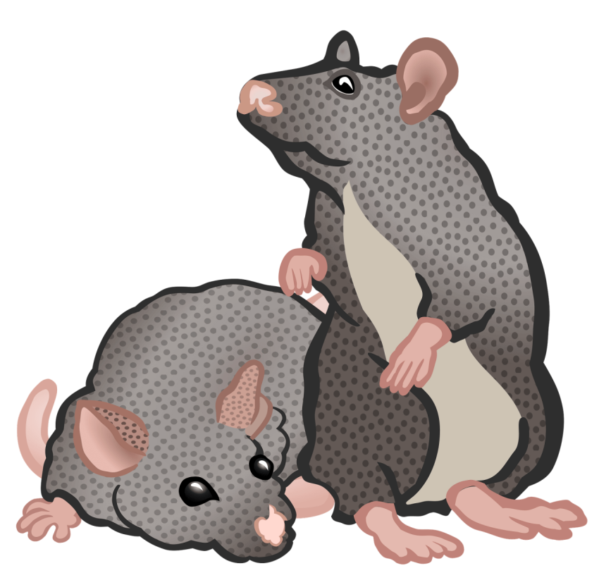 Stock Free Art Image On Mice PNG Download Free