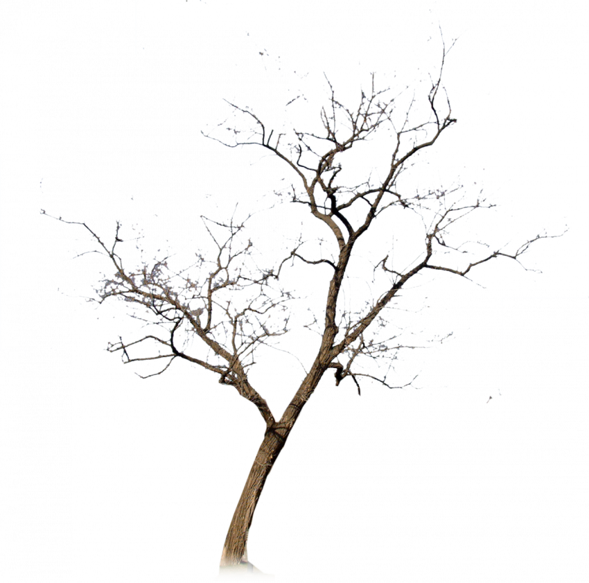 Dead Tree transparent png free download