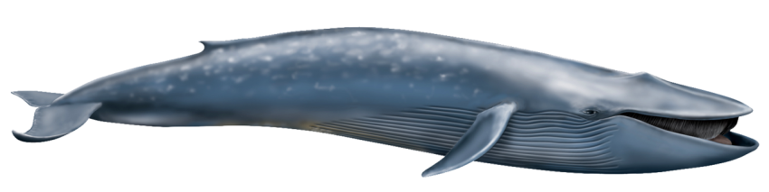 Blue Whale free download
