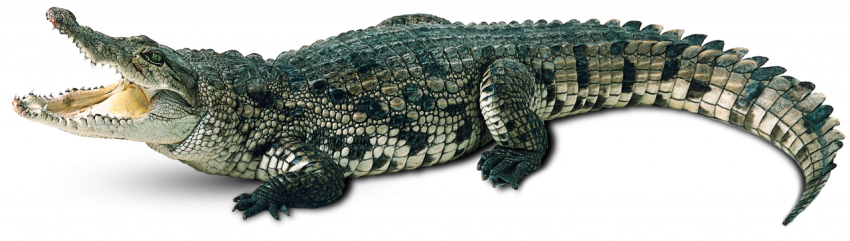 Crocodile Free PNG Image 3d render for game crocodile free