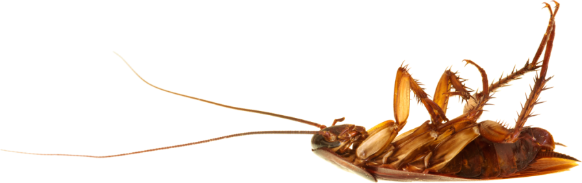 Cockroach On its Back Transparent Roach PNG Picture Free Download