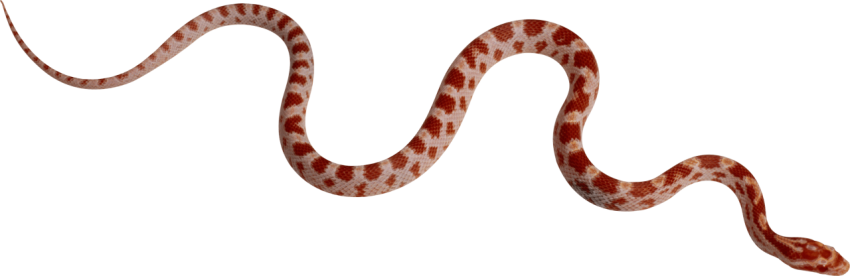 Reticulated python Anaconda PNG kingsnake Transparent Free Download