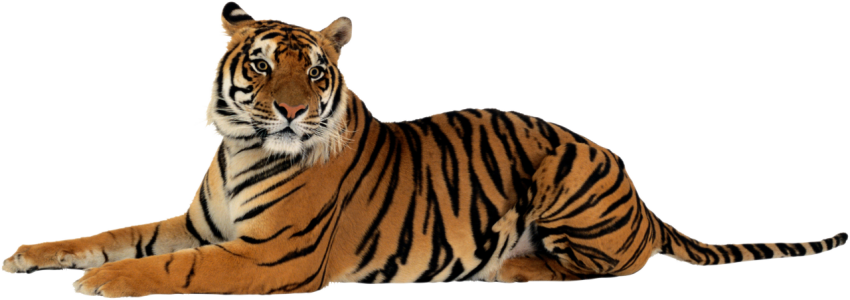 Tiger images relex png free download