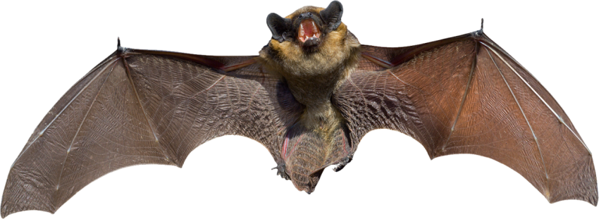 Bats birds png free download
