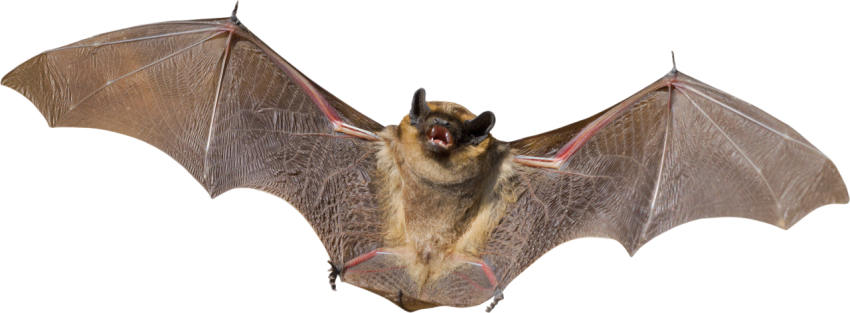 Bats free png pics