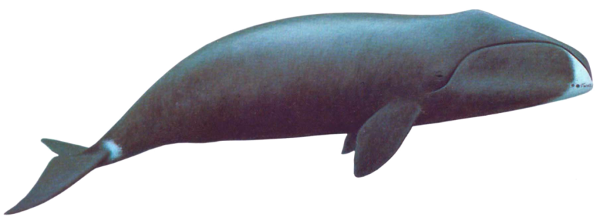 Bowhead Whale fish free download