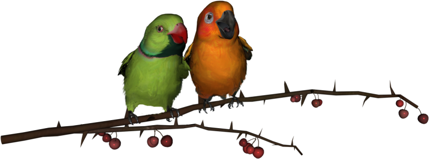 Captivating Love Birds PNG Parrot Image