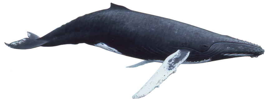 Big whale fish free