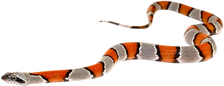 Illustration Kingsnake PNG Scarlet King Snake Image Free