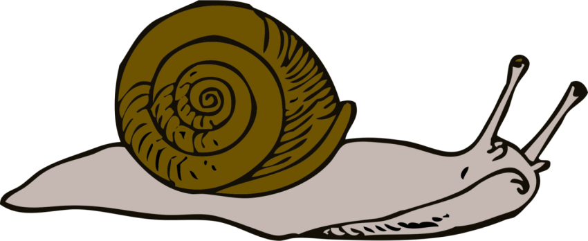 Slug Animated PNG Image Transparent Free Download