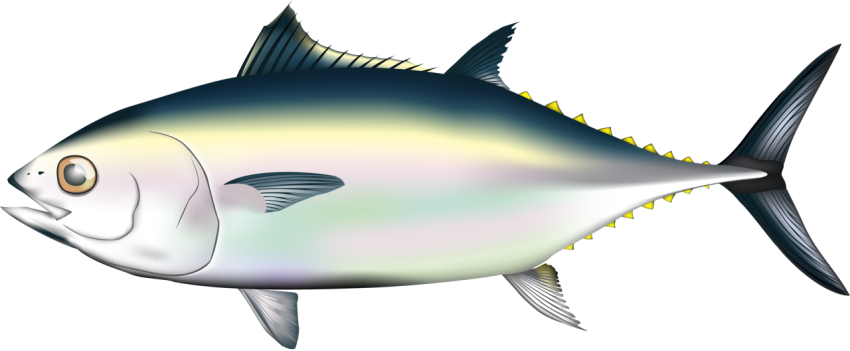 Top Tuna Fish Stock Image PNG