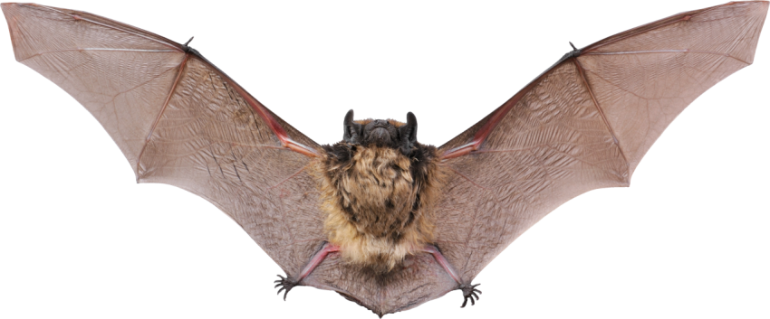 Bats where to download png image for free