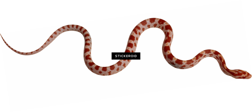 Variable Kingsnake PNG Transparent Image