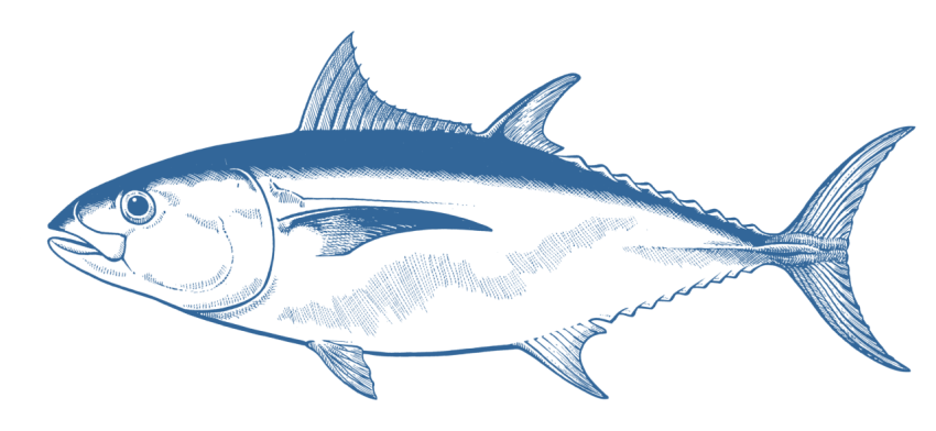 Tuna Fish Illustration PNG Photo