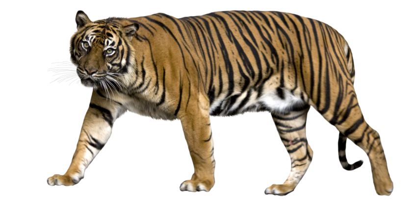 Sumatran tiger go to home free download