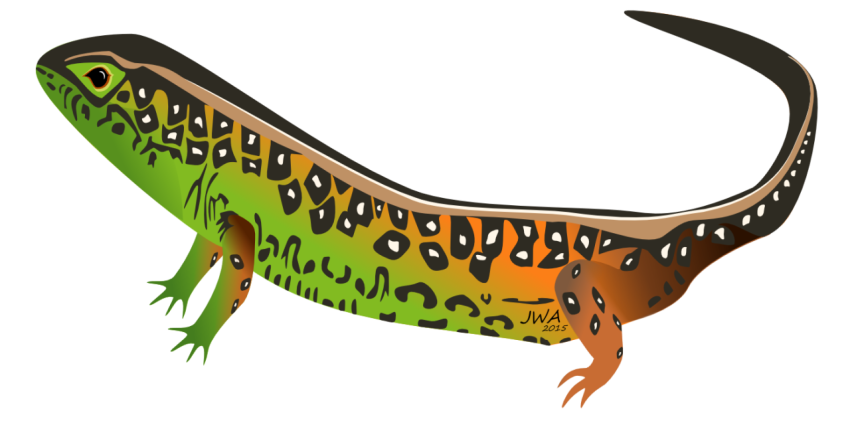 HD Worm Lizard PNG Image Free download