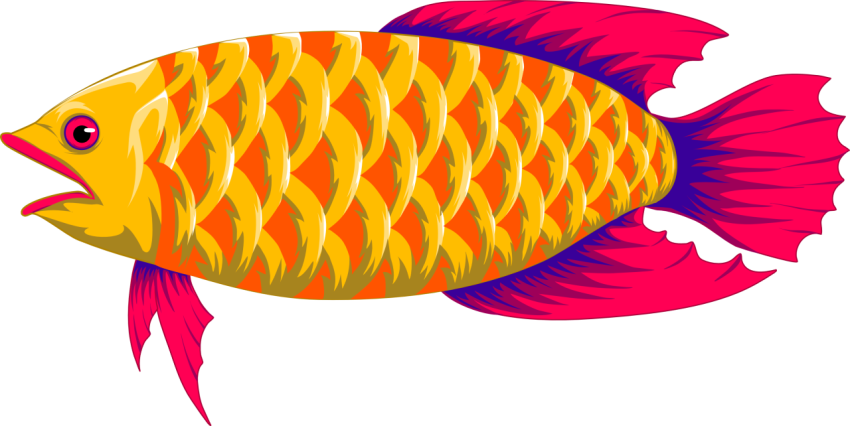 Predator fish yellow red colors PNG free Download