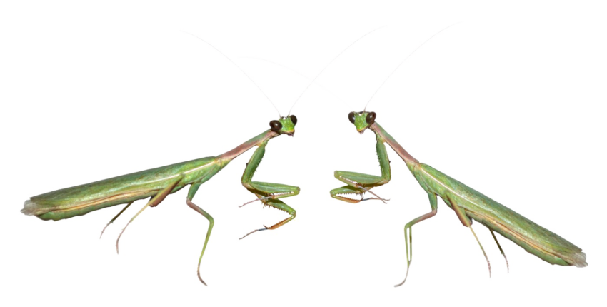 Mantis PNG Download Free Transparent Background