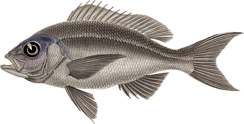 Nile Tilapia PNG wildlife Animal Free Transparent Download