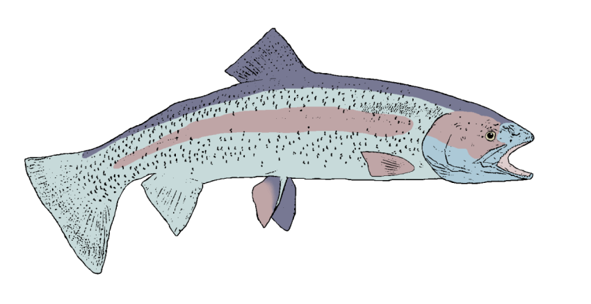 Rainbow Trout PSD & Clipart with Transparent Background PNG image