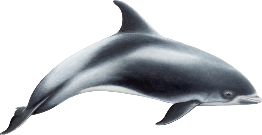 Dolphin fish free hd download