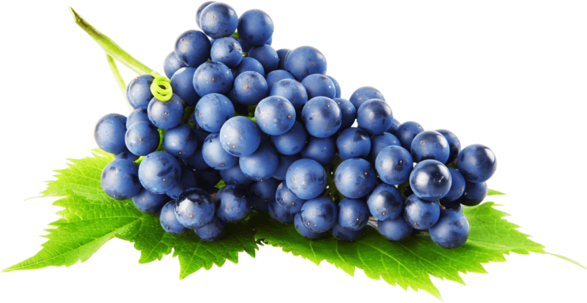 Best Vector Stock Grapes Picture White Background PNG Free Download