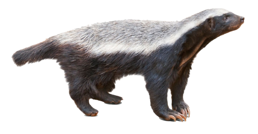 Badger With Scarf Forest Animal Badger PNG Image Transparent Free Download