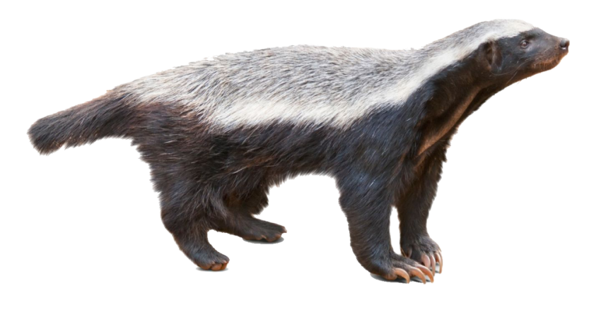 Wild Life Aniaml Stink Badger PNG Image