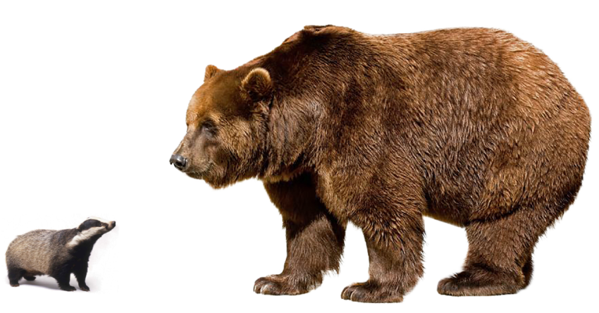 Giant Bear HD Image Free HQ PNG Image Transparent Background Free Download