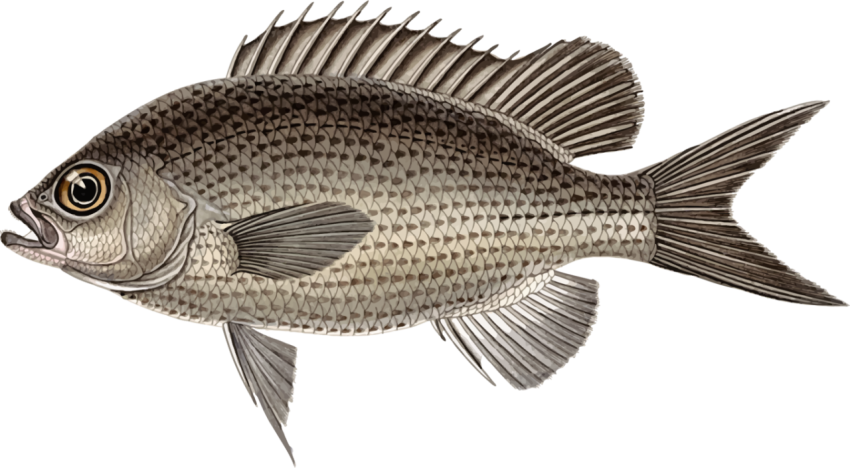 Nile Tilapia PNG Free Transparent Background