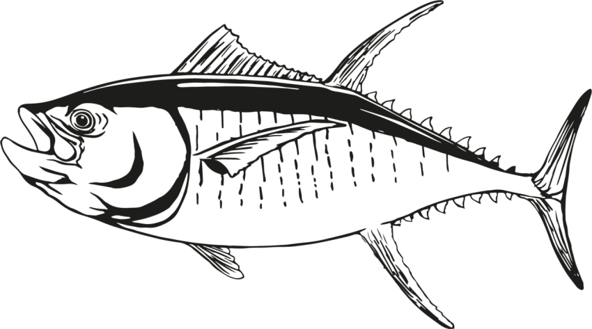 Skipjack tuna fish vector image PNG free Download