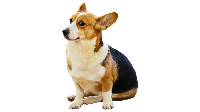 Dog cute animal realistic Free Download PNG